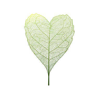 Yaprak izole edildi. Kalp şeklinde yapraklar. Vektör çizimi. Eps 10