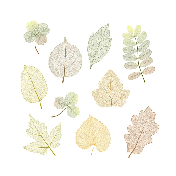 Set Leaves White Vector Illustration Eps — Stock Vector