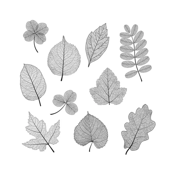 Blätter Auf Weiß Setzen Vektorillustration Folge — Stockvektor