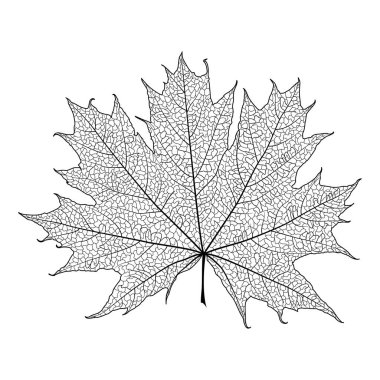 Yaprak akçaağaç, izole edilmiş. Vektör çizimi . Eps 10