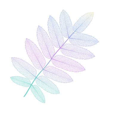 Leaf isolated. Vector illustration. EPS 10 clipart