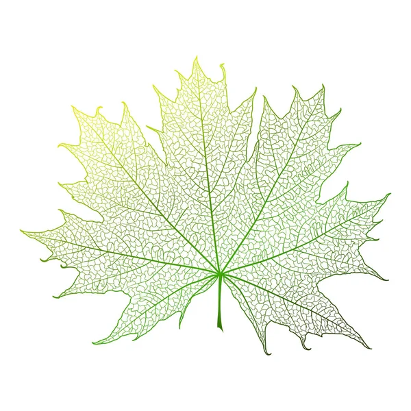 Leaf Maple Isolated Vector Illustration Eps — Stock Vector