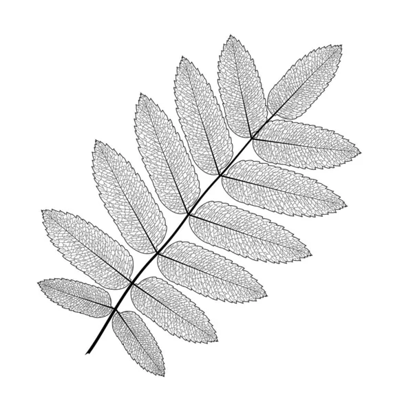 分離した葉 ベクトルの図 Eps — ストックベクタ