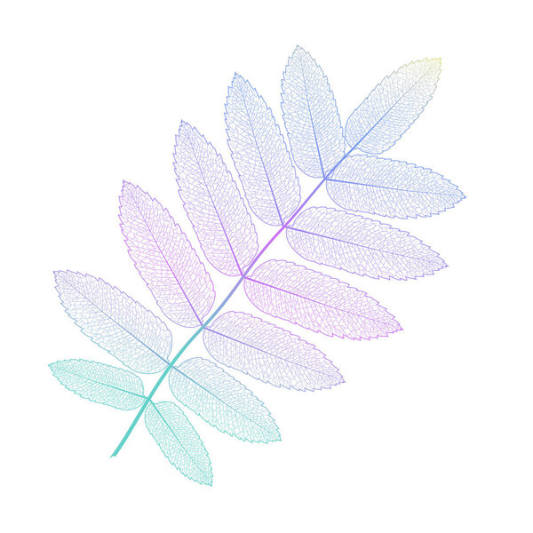 Leaf isolated. Vector illustration. EPS 10