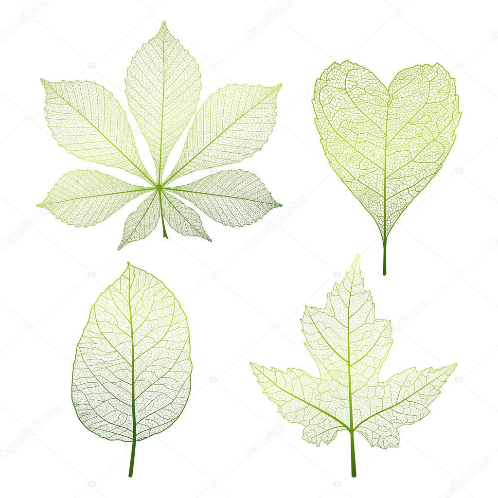 Set leaves on white. Vector illustration. EPS 10.