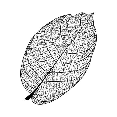 Yaprak izole. Vektör çizim. EPS 10