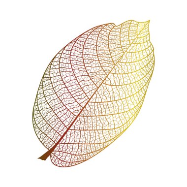 Yaprak izole. Vektör çizim. EPS 10