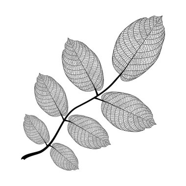 Yaprak izole. Vektör çizim. EPS 10