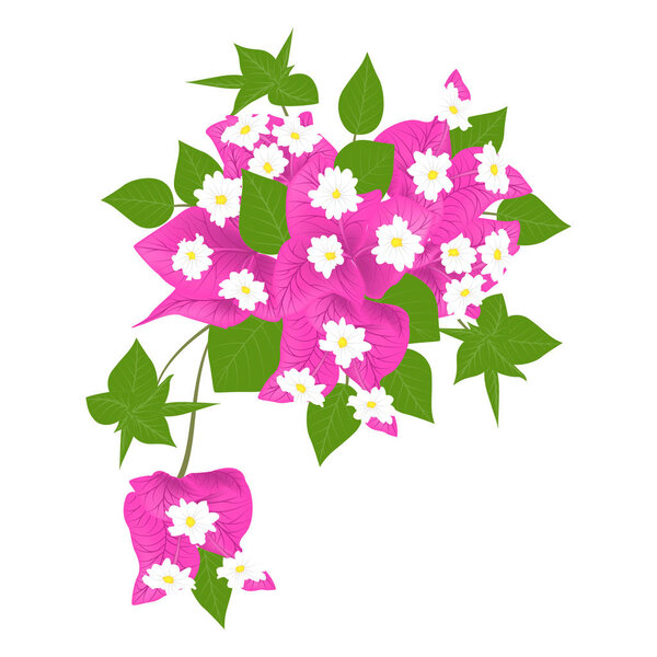 Bougainvillea flower.  Vector illustration. EPS 10