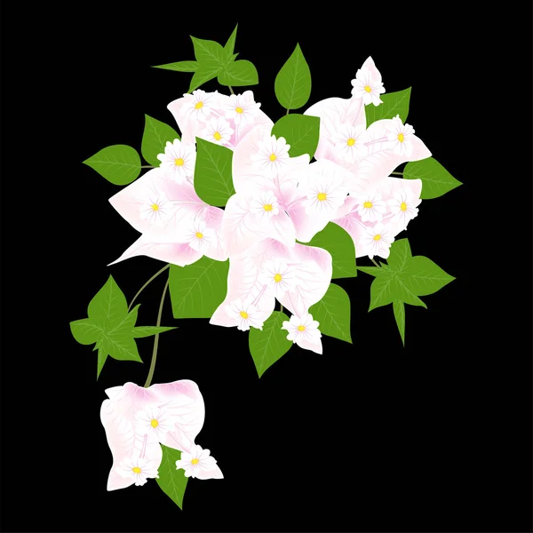 Bougainvillea Flower Vector Illustration Eps — Stock Vector