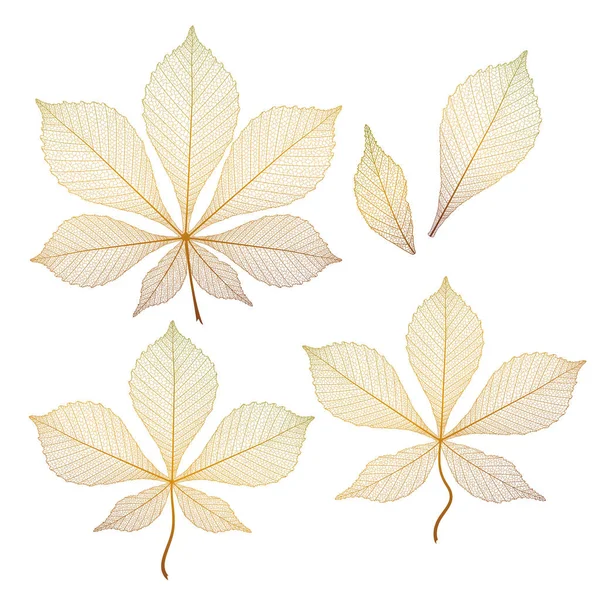 Set Leaf Castan Izolat Ilustrație Vectorială Eps — Vector de stoc