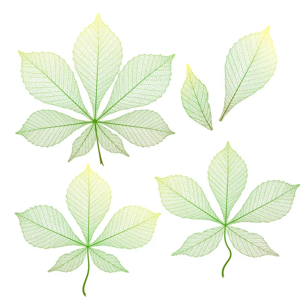 Définir Châtaignier Feuilles Isolé Illustration Vectorielle Spe — Image vectorielle