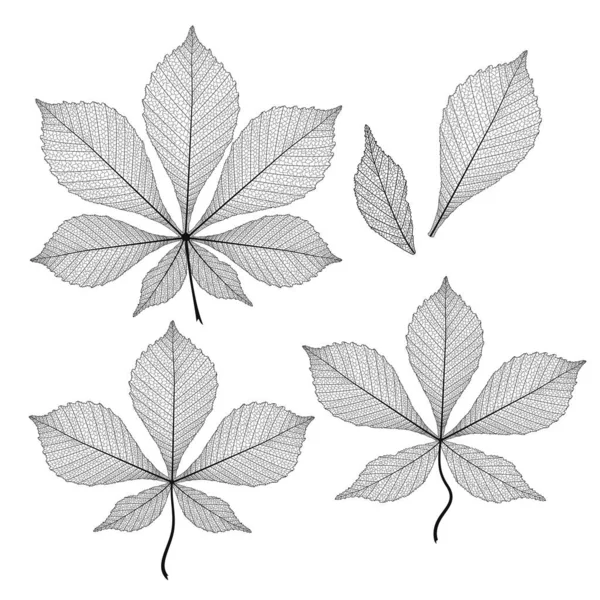 Set Leaf Gesztenyés Elszigetelt Vektoros Illusztráció Eps — Stock Vector