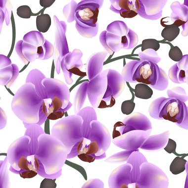 Güzel renkli Dikişsiz desen orkide çiçekli. Vektör çizim. EPS 10