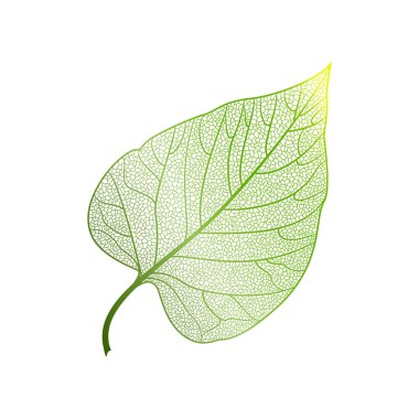Yaprak izole. Vektör çizim. EPS 10