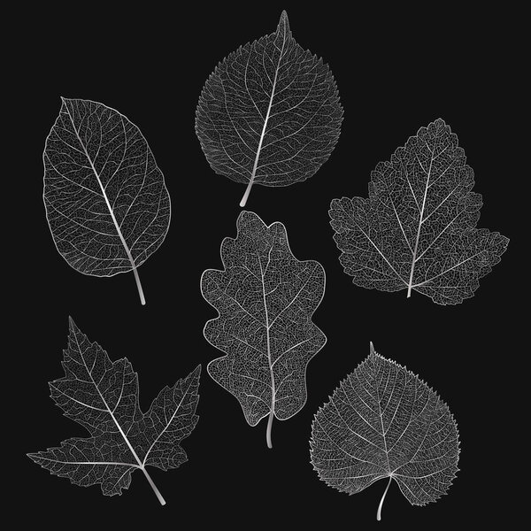 Set colored silver leaves. Vector illustration. EPS 10.