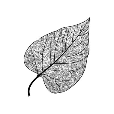 Yaprak izole. Vektör çizim. EPS 10