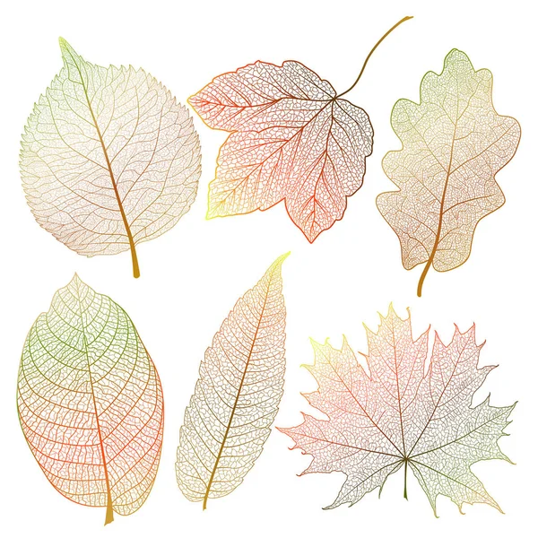 Set Colored Autumn Leaves White Vector Illustration Eps — Stock Vector
