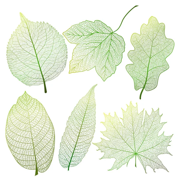 Yeşil Yaprakları Beyaza Ayarlayın Vektör Illüstrasyon Eps — Stok Vektör
