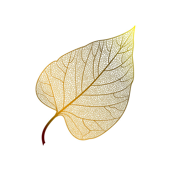 Leaf isolated. Vector illustration. EPS 10