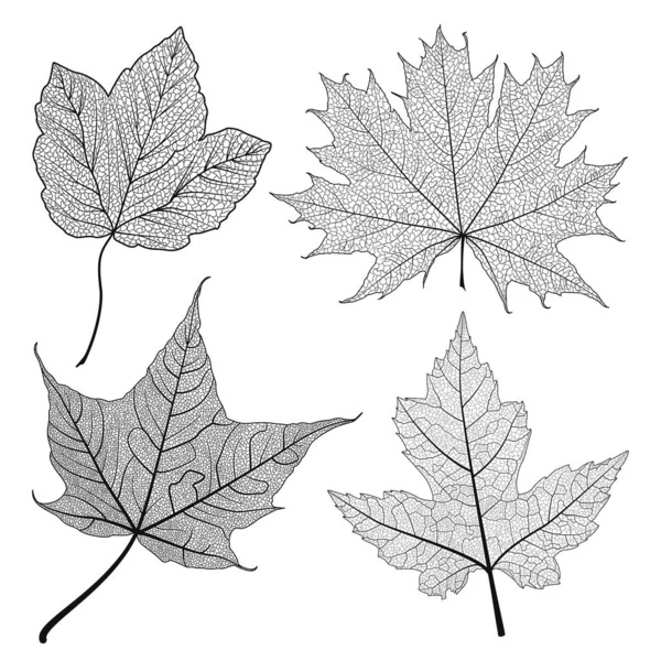 Set Blätter Ahorn Schwarz Auf Weiß Vektorillustration Folge — Stockvektor