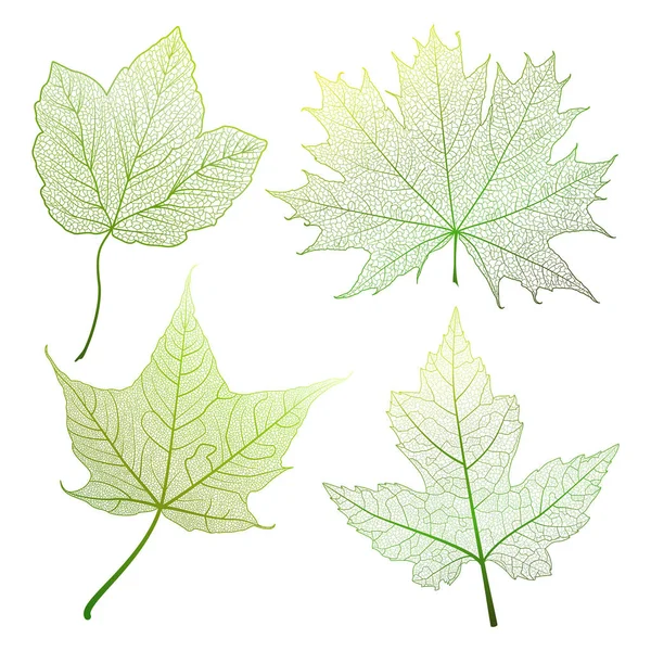 Set Blätter Ahorn Von Grün Auf Weiß Vektorillustration Folge — Stockvektor
