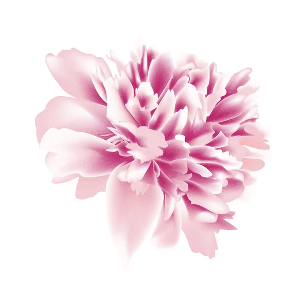 Hermosa Flor Peony Aislada Sobre Fondo Blanco Ilustración Vectorial Eps — Vector de stock