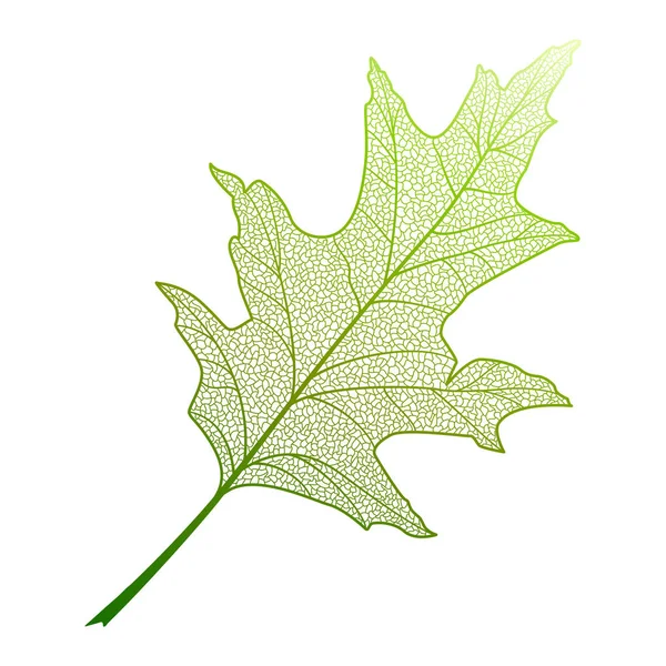 Leaf Isolerade Vektor Illustration Eps — Stock vektor