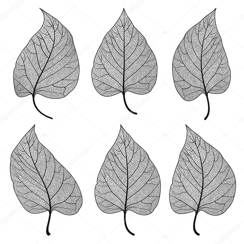 Set leaves of black on white. Vector illustration. EPS 10.