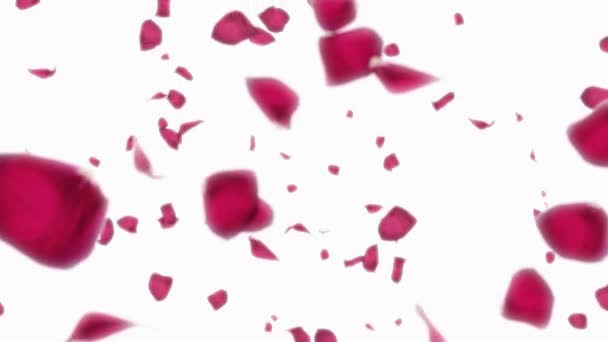 Falling petals of roses with on an white background