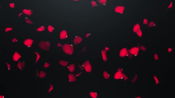 Fyling 黒の背景上のバラの花びら — ストック動画