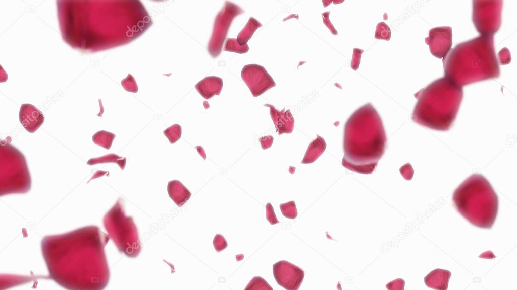 3D render Falling petals of roses with on an white background