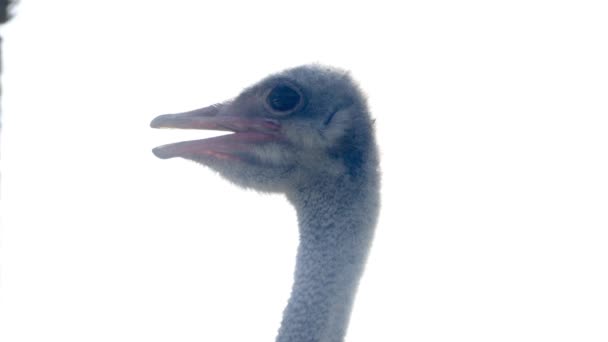 Close-up da cabeça de avestruz — Vídeo de Stock
