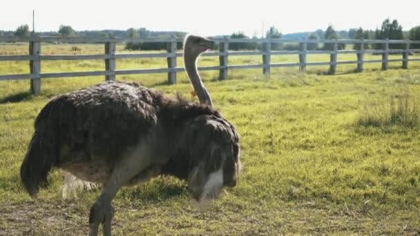 Home ostrich farm in summer — Stock Video
