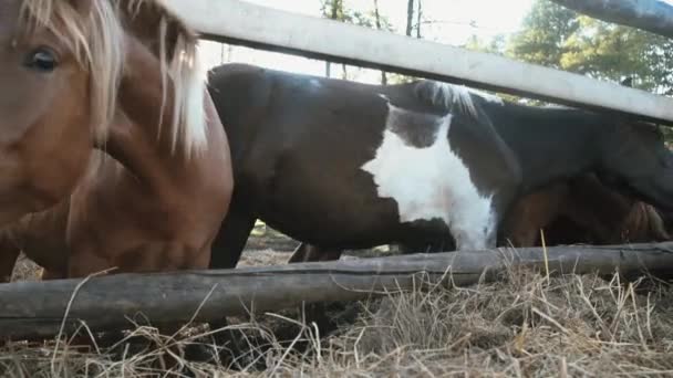 Een kudde paarden eten hooi — Stockvideo
