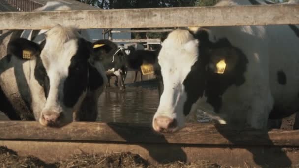 A flock of domestic cows eating hay at the farm — Stock Video