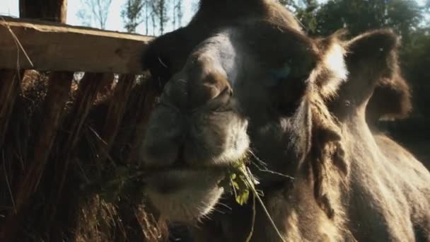 Camelo comer em câmera lenta — Vídeo de Stock