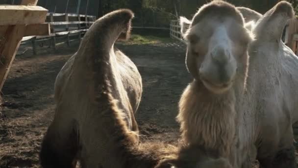 Dos camellos comen en cámara lenta — Vídeos de Stock