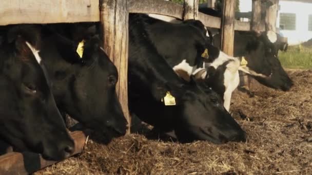 A nyáj hazai tehenek eszik szénát a telepen — Stock videók