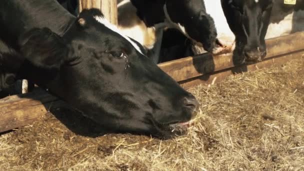 Стая домашних коров ест сено на ферме — стоковое видео
