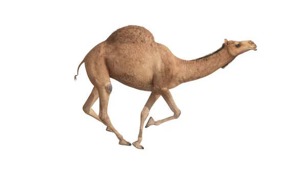 3D render camel chodzenie na białym tle — Zdjęcie stockowe