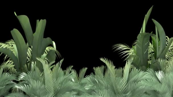 Тропическое растение на черном фоне — стоковое видео