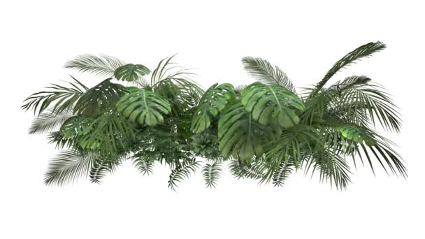 Planta tropical sobre fondo blanco — Vídeo de stock