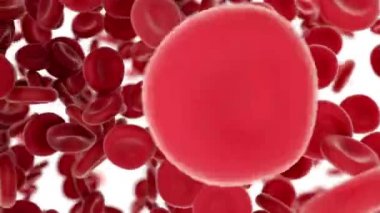 Beyaz arka plan üzerinde arterler arasında uçan kan hücreleri