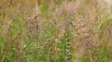 Rusya'daki çim alanı.