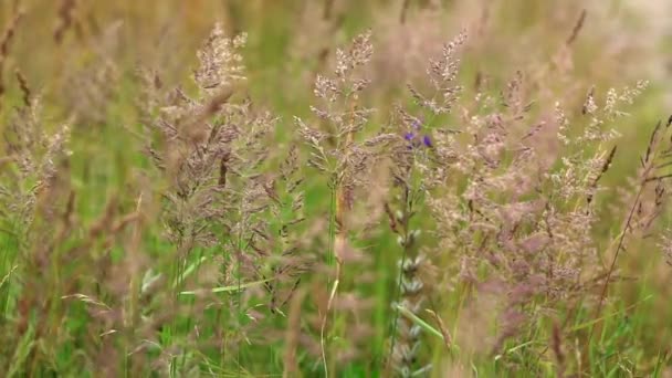 Veld met gras in Centraal-Rusland. — Stockvideo