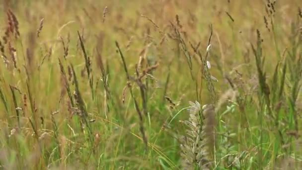 Veld met gras in Centraal-Rusland. — Stockvideo