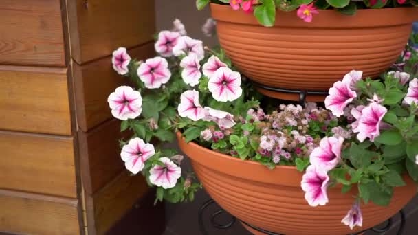 Flores en una olla de barro . — Vídeo de stock