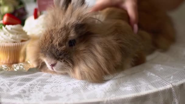 Hermoso conejo marrón . — Vídeos de Stock