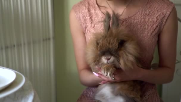 Девушка гладит кролика красивый коричневый кролик . — стоковое видео